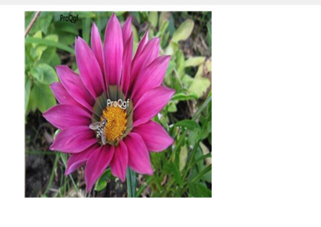 19usd dark purple Ngryise 3000Pcs Gazania rigens Moenc seed