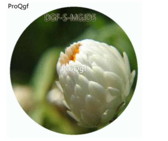 19usd Ngryise 3000Pcs A Set White Color Helichrysum Bracteatum Flower Hot Seed DGF-S-MGJD5