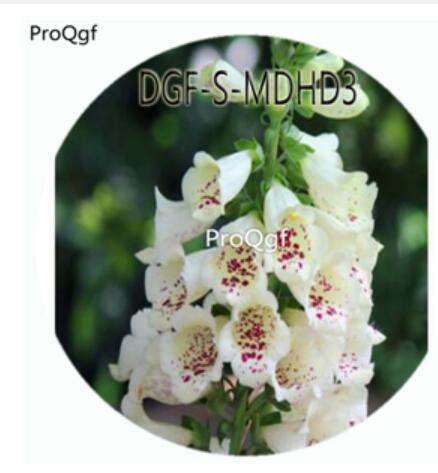 19usd Ngryise 3000Pcs A Set White Color Digitalis Purpurea Flower Hot Seed DGF-S-MDHD3