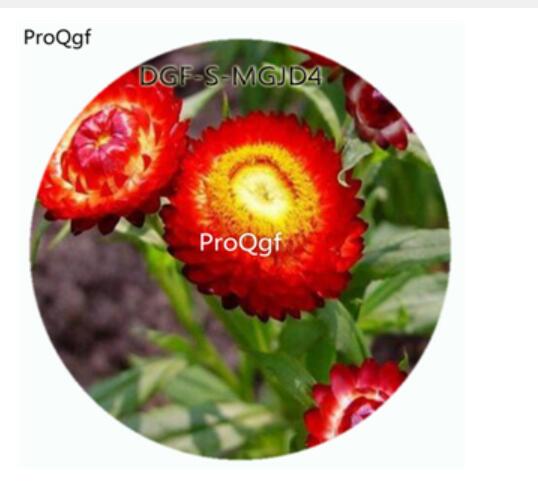19usd Ngryise 3000Pcs A Set Red Color Helichrysum Bracteatum Flower Hot Seed DGF-S-MGJD4