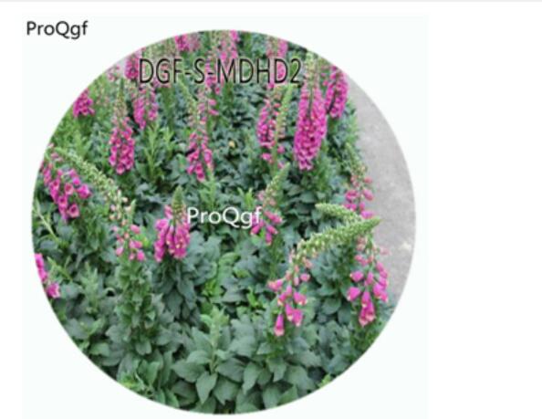 59usd Ngryise 3000Pcs A Set Purple Color Digitalis Purpurea Flower Hot Seed DGF-S-MDHD2