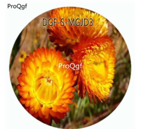 59usd Ngryise 3000Pcs A Set Orange Color Helichrysum Bracteatum Flower Hot Seed DGF-S-MGJD3