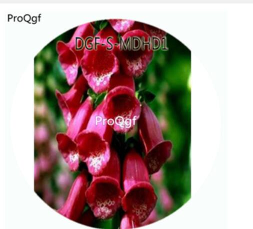 19usd Ngryise 3000Pcs A Set Dark Red Color Digitalis Purpurea Flower Hot Seed DGF-S-MDHD1