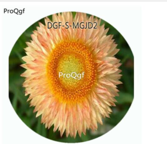 59usd Ngryise 3000Pcs A Set Champagne Color Helichrysum Bracteatum Flower Hot Seed DGF-S-MGJD2
