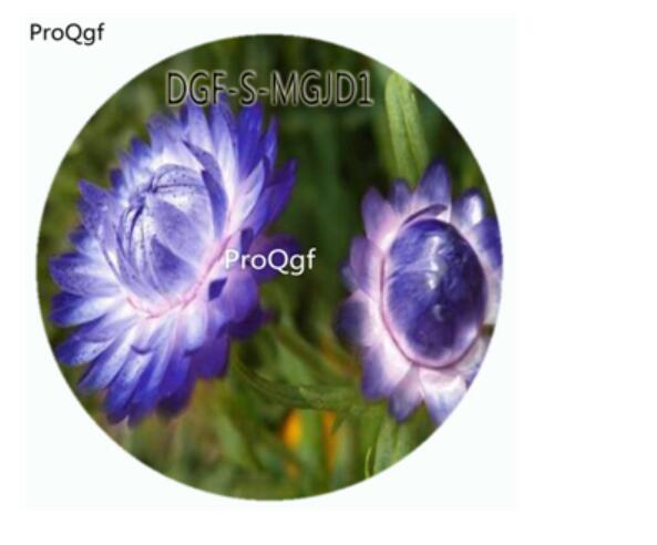 59usd Ngryise 3000Pcs A Set Blue Color Helichrysum Bracteatum Flower Hot Seed DGF-S-MGJD1
