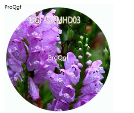 59usd Ngryise 100Pcs A Set  Physostegia Virginiana Flower Hot Seed DGF-S-LMHD10