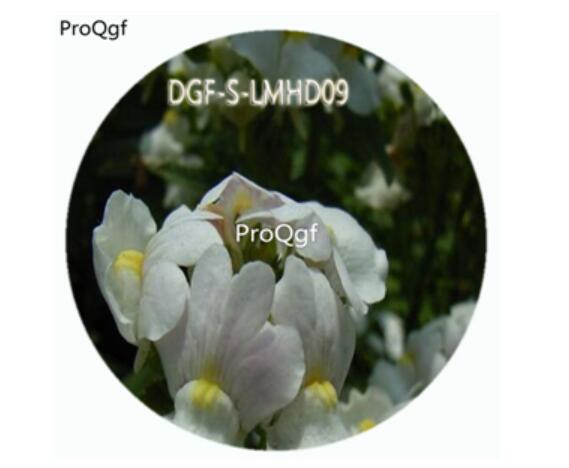 59usd Ngryise 100Pcs A Set White Color Nemesia Strumosa Flower Hot Seed DGF-S-LMHD09