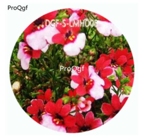 59usd Ngryise 100Pcs A Set Red White Double Color Nemesia Strumosa Flower Hot Seed DGF-S-LMHD08