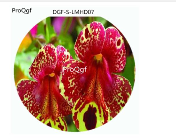 59usd Ngryi100Pcs A Set Potted Red Yellow Double Color Nemesia Strumosa Flower Hot Seed DGF-S-LMHD07