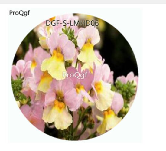 59usd Ngryise 100Pcs A Set Pink Yellow Double Color Nemesia Strumosa Flower Hot Seed DGF-S-LMHD06