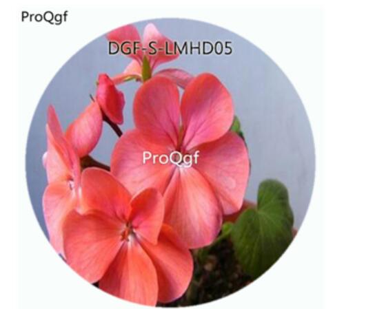 59usd Ngryise 100Pcs A Set Pink Color Nemesia Strumosa Flower Hot Seed DGF-S-LMHD05