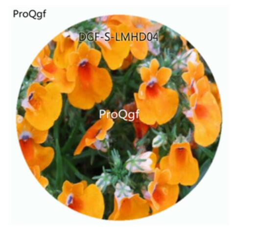 59usd Ngryise 100Pcs A Set Orange Color Nemesia Strumosa Flower Hot Seed DGF-S-LMHD04