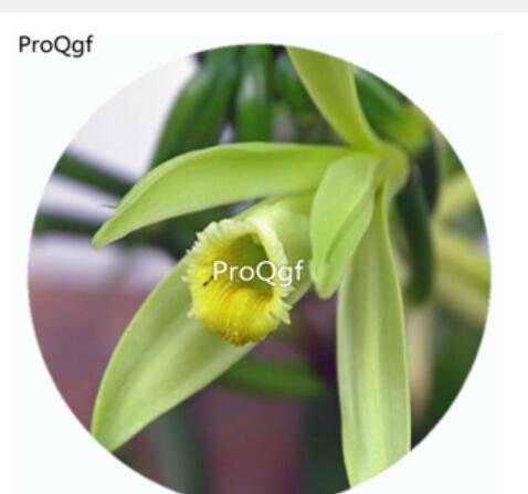 59usd Ngryise 50Pcs A Set Vanilla peanigoeia Ancer Orchid Flower Hot Seed DGF-S-LKD69