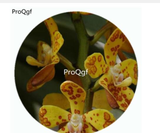 59usd Ngryise 50Pcs A Set Vandopsis gigantea Orchid Flower Hot Seed DGF-S-LKD68