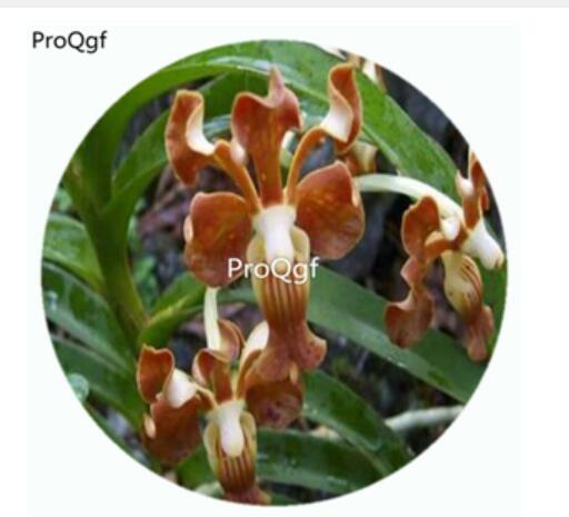 59usd Ngryise 50Pcs A Set Vanda subconcolor  Orchid Flower Hot Seed DGF-S-LKD67