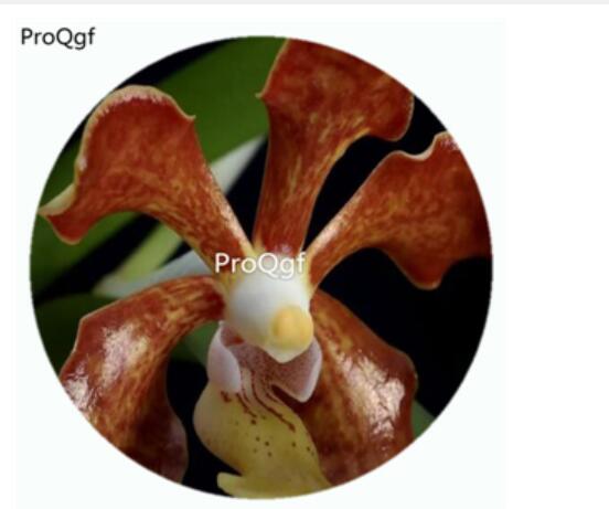 59usd Ngryise 50Pcs A Set Vanda concolor Orchid Flower Hot Seed DGF-S-LKD66