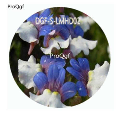 59usd Ngryise 100Pcs A Set Blue White Double Color Nemesia Strumosa Flower Hot Seed DGF-S-LMHD02