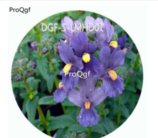 59usd Ngryise 100Pcs A Set Blue Color Nemesia Strumosa Flower Hot Seed DGF-S-LMHD01