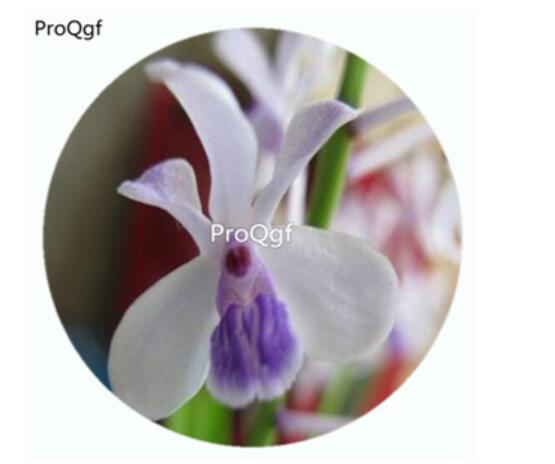 59usd Ngryise 50Pcs A Set Vanda coerulescens Orchid Flower Hot Seed DGF-S-LKD65