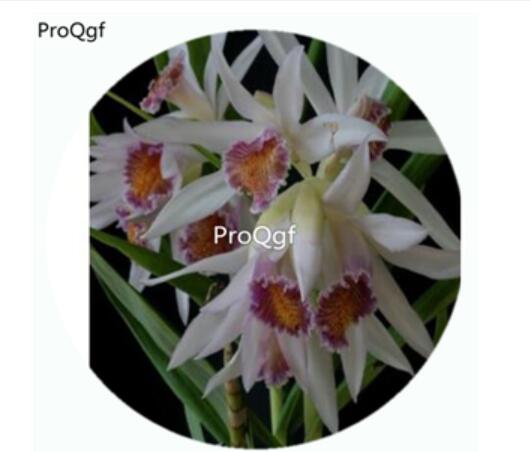 59usd Ngryise 50Pcs A Set Thunia alba Orchid Flower Hot Seed DGF-S-LKD64