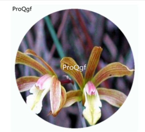 59usd Ngryise 50Pcs A Set Tainia hongkongensis Orchid Flower Hot Seed DGF-S-LKD63