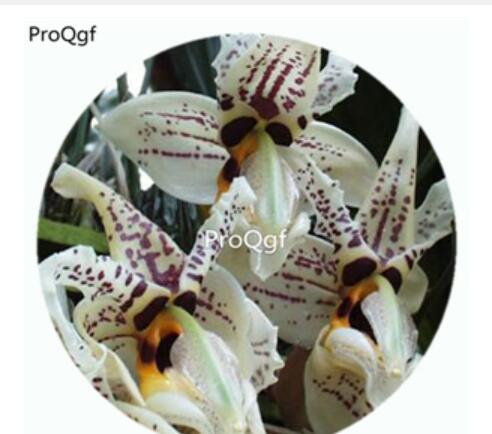 59usd Ngryise 50Pcs A Set Stanhopea bucephalus Orchid Flower Hot Seed DGF-S-LKD62