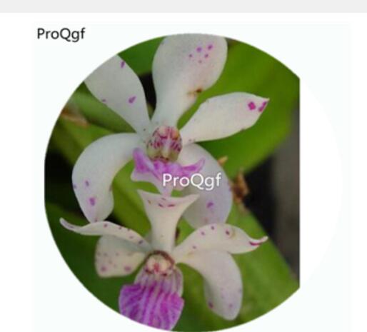 59usd Ngryise 50Pcs A Set Rhynchostylis Retusa Orchid Flower Hot Seed DGF-S-LKD61