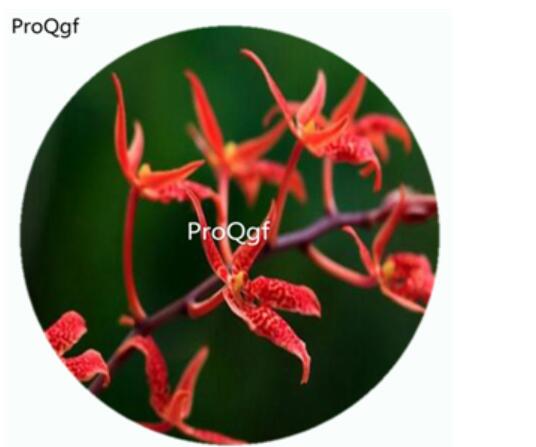 59usd Ngryise 50Pcs A Set Renanthera Tom Thumb Orchid Flower Hot Seed DGF-S-LKD60