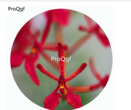 59usd Ngryise 50Pcs A Set Renanthera imschootiana Orchid Flower Hot Seed DGF-S-LKD59