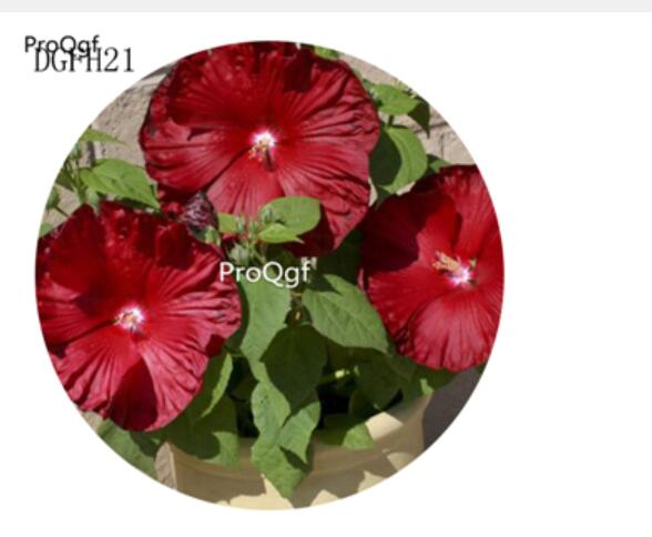 19usd pure dark red Ngryise 500Pcs A Set Hibiscus Syriacus Flower Seed Hot
