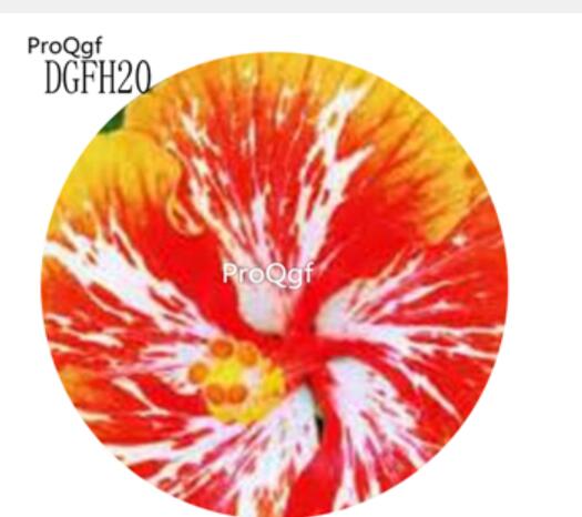 19usd white with red yellow edge Ngryise 500Pcs A Set Hibiscus Syriacus Flower Seed Hot
