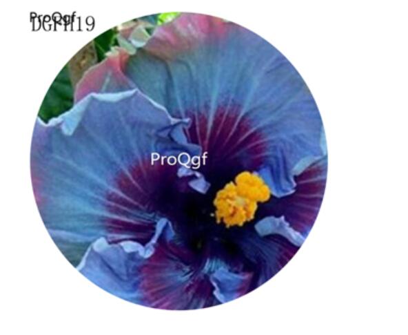 19usd double blue Ngryise 500Pcs A Set Hibiscus Syriacus Flower Seed Hot