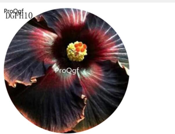 19usd double brown Ngryise 500Pcs A Set Hibiscus Syriacus Flower Seed Hot