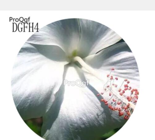 19usd pure white Ngryise 500Pcs A Set Hibiscus Syriacus Flower Seed Hot