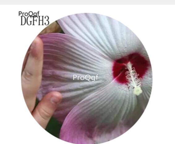 19usd white with purple edge Ngryise 500Pcs A Set Hibiscus Syriacus Flower Seed Hot