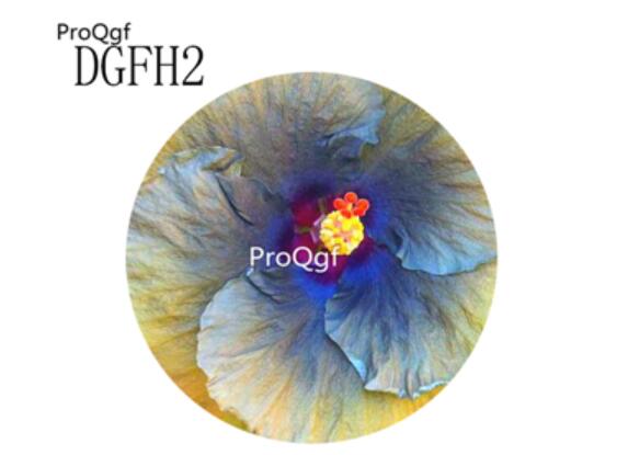 19usd blue with yellow edge Ngryise 500Pcs A Set Hibiscus Syriacus Flower Seed Hot
