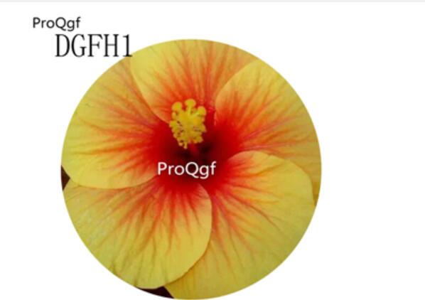 19usd Ngryise 500Pcs A Set  orange with yellow edge Hibiscus Syriacus Flower Seed Hot