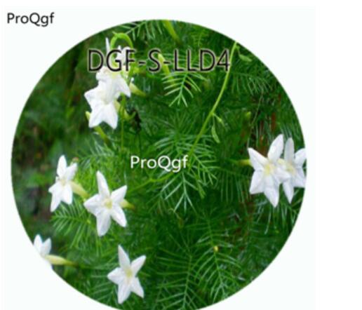 19usd Ngryise 100Pcs A Set White Color Quamoclit Pennata Flower Hot Seed DGF-S-LLD4