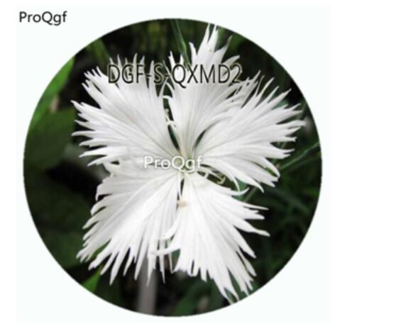 19usd Ngryise 100Pcs A Set White Color Dianthus Superbus Flower Hot Seed DGF-S-QXMD2