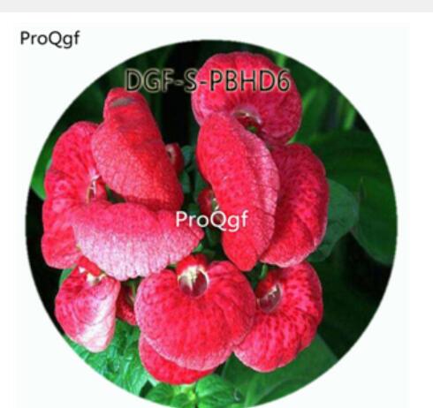 19usd Ngryise 100Pcs A Set Watermelon Red Color Dicentra Spectabilis Flower Hot Seed DGF-S-PBHD6