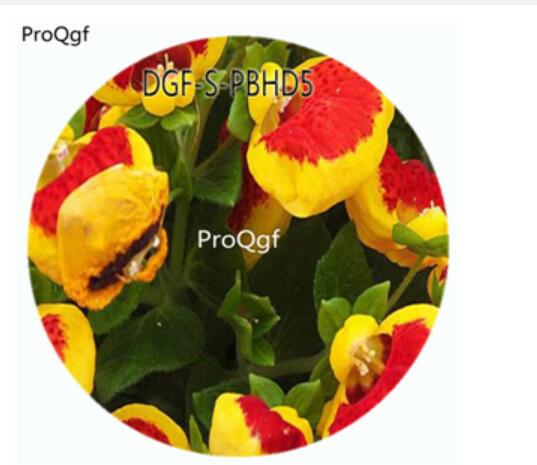 19usd Ngryis100Pcs A Set Red With Yellow Edge Color Dicentra Spectabilis Flower Hot Seed DGF-S-PBHD5