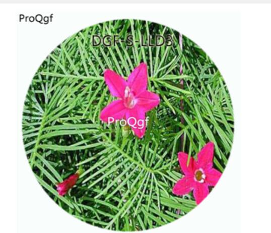 19usd Ngryise 100Pcs A Set Purple Color Quamoclit Pennata Flower Hot Seed DGF-S-LLD3
