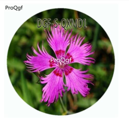 19usd Ngryise 100Pcs A Set Purple Color Dianthus Superbus Flower Hot Seed DGF-S-QXMD1