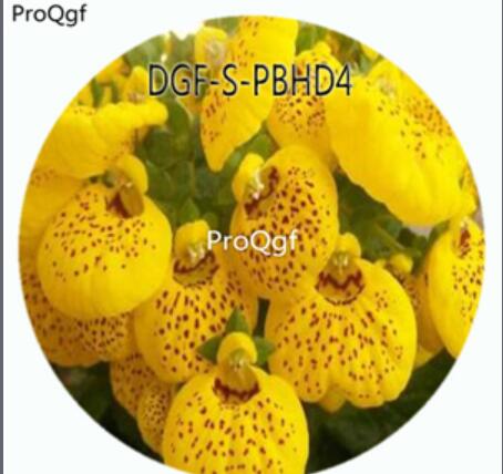 19usd Ngryise 100Pcs A Set Potted Yellow Color Dicentra Spectabilis Flower Hot Seed DGF-S-PBHD4