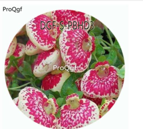 59usd100Pcs A Set Potted Watermelon Red White Color Dicentra Spectabilis Flower Hot Seed DGF-S-PBHD3