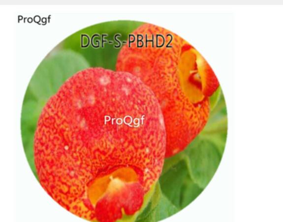 19usd Ngryise 100Pcs A Set Potted Red Color Dicentra Spectabilis Flower Hot Seed DGF-S-PBHD2