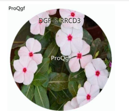 19usd Ngryise 100Pcs A Set Pink Color Catharanthus Roseus Flower Hot Seed DGF-S-RRCD3