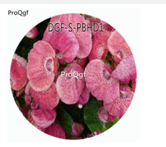 19usd Ngryise 100Pcs A Set Light Purple Color Dicentra Spectabilis Flower Hot Seed DGF-S-PBHD1
