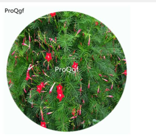 19usd Ngryise 100Pcs A Set Dark Red Color Quamoclit Pennata Flower Hot Seed DGF-S-LLD2