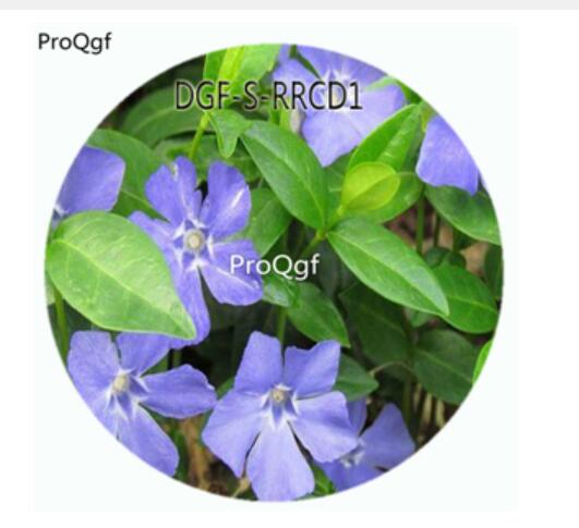 19usd Ngryise 100Pcs A Set Blue Color Catharanthus Roseus Flower Hot Seed DGF-S-RRCD1